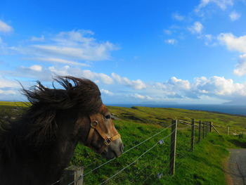 Close-up of horse on field against sky