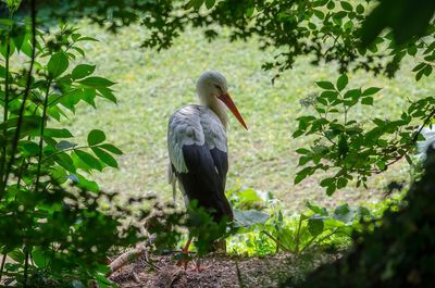 Bird perching on a tree