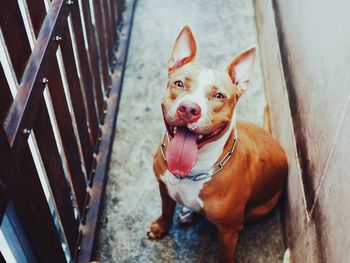 High angle portrait of dog