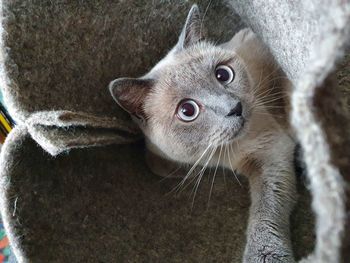 Close-up portrait of a cat