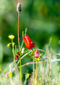 Close-up of butterfly pollinating on red flower