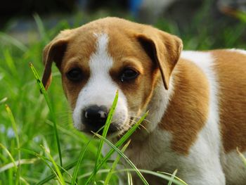 Close-up portrait of a dog