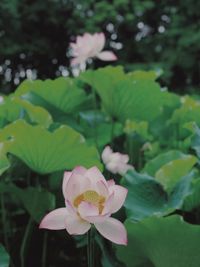 Close-up of pink lotus water lily