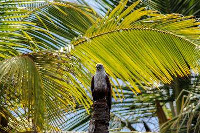 Low angle view of bird perching on palm tree