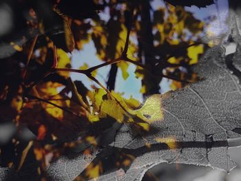 Close-up of yellow leaves on plant