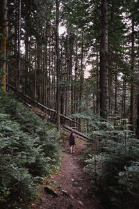 Rear view of person walking in forest