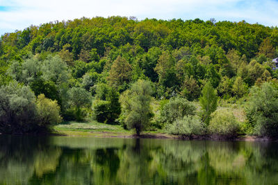 Scenic view of lake by trees in forest against sky