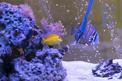 Feeding moray eels in the aquarium.