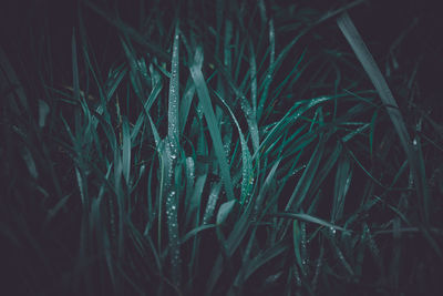 Close-up of grass growing in field