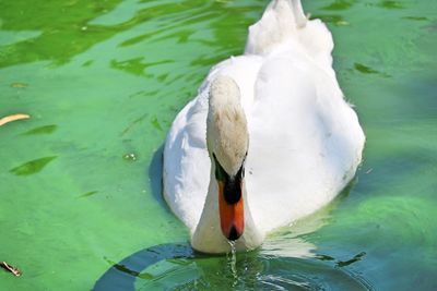 High angle view of swan swimming in lake