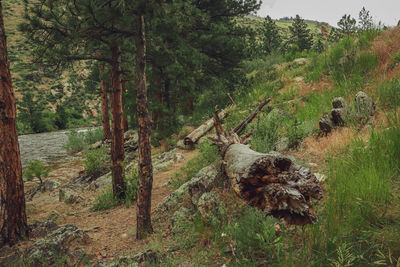 Trees on field in forest