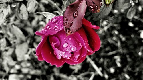 Close-up of red rose