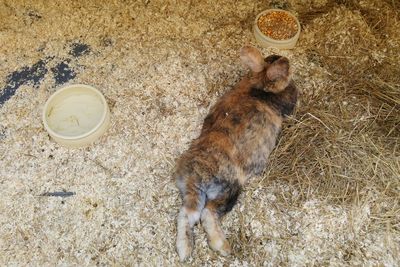 High angle view of monkey