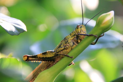 Close-up of insect on plant