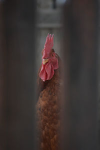 Close-up of a bird