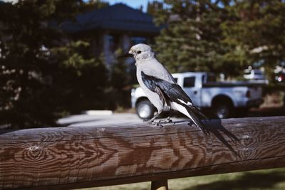 Close-up of bird perching on wood