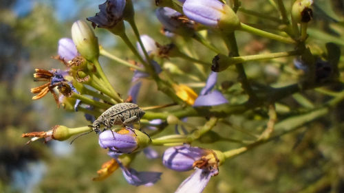 Close-up of insect on purple flower