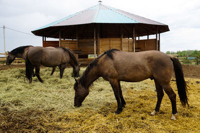 Horses eat hay on a farm background