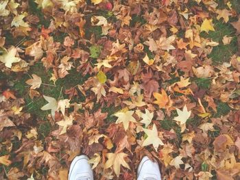 Low section of person standing on dry maple leaves