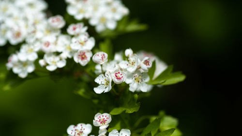 Close-up of white flowering plant