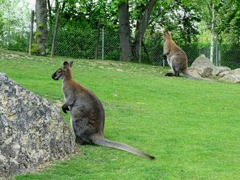 View of animals on grass