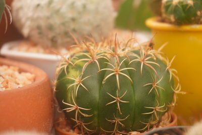 Close-up of succulent plant