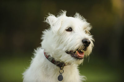 Close-up of white dog