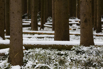 Close-up of snow on field during winter