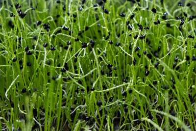 Full frame shot of plants growing on field