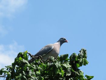 Low angle view of pigeon perching on plant against sky