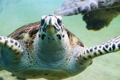 Close-up of sea turtles swimming in aquarium