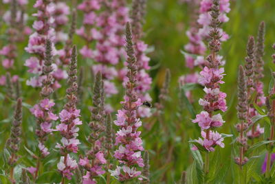 Close-up of pink flowering plants on field