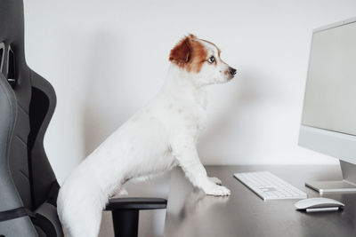 Beautiful jack russell dog working on computer at home office. pets indoors and tech