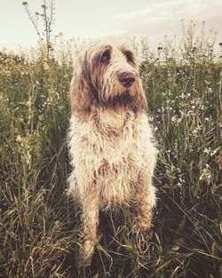 Close-up of dog on field