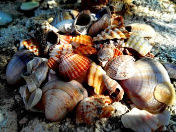 Close-up of seashells on beach