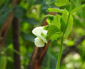 Close-up of flowering plant