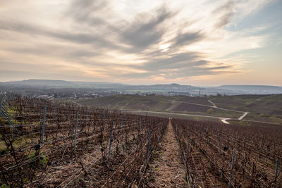 Scenic view of vineyard against sky during sunset