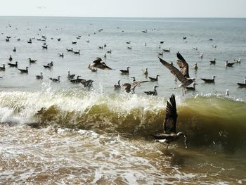 Flock of seagulls at sea