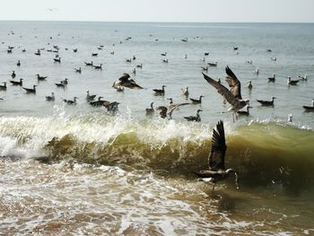 Bird flying over sea