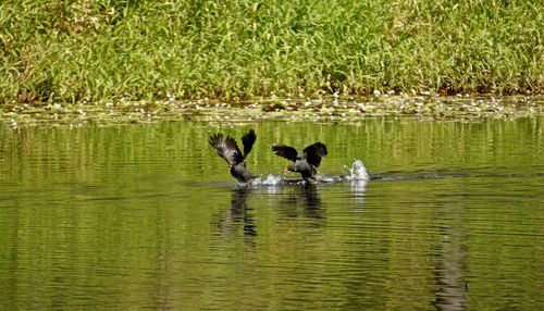 Swans swimming in lake