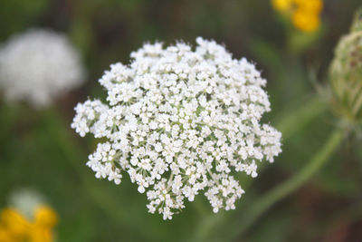 Close-up of white flowering plant