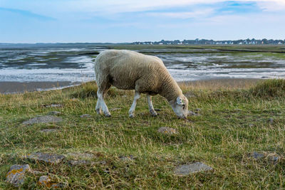 View of sheep on field