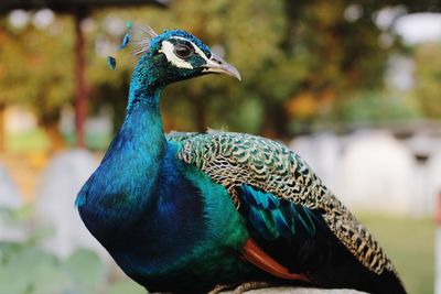 Close-up of a peacock