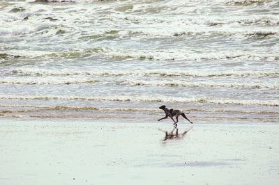 View of horse on beach