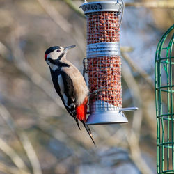 Great spotted woodpecker clinging to a peanut feeder