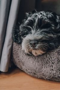 Close up of a cute 2 months old havanese puppy sleeping in a soft bed. selective focus on the nose.