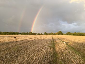 Scenic view of rainbow over field against sky