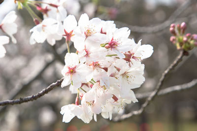 Close-up of white cherry blossom tree