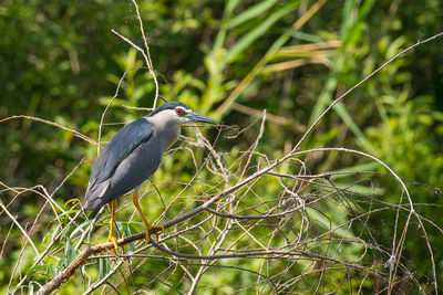 Bird perching on a branch