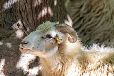 Close-up of sheep